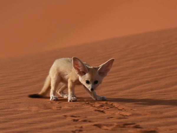Desert Holiday Jaisalmer Εξωτερικό φωτογραφία